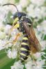 Cerceris sp.